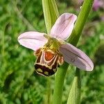 Ophrys apifera Fula