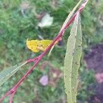 Salix × pendulina