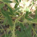 Hermannia modesta Corteza