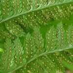 Dryopteris carthusiana برگ