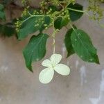 Hydrangea arborescensFlor