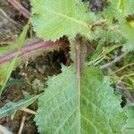 Urospermum picroides Leaf