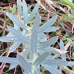 Euphorbia seguieriana 葉