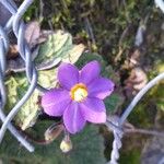 Ramonda myconi Flower