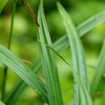 Carex pendula Hostoa