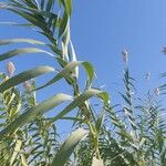 Arundo donax 葉