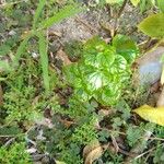 Peperomia pellucida Ліст