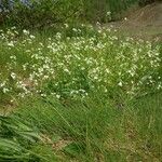 Arabidopsis halleri Hábitos