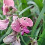 Lathyrus sylvestris花