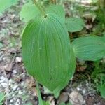 Epipactis helleborineBlad