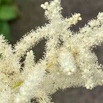 Aruncus dioicus Flor