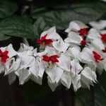 Clerodendrum thomsoniaeBlüte