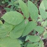 Aralia cordata Blatt