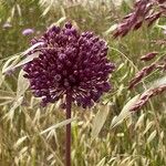 Allium atroviolaceum Flower