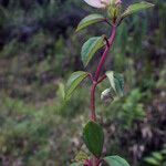 Heterotis decumbens Habitus