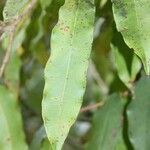 Syzygium cymosum Leaf