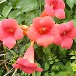 Campsis radicans Flower