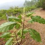 Elaeocarpus rotundifolius Hoja