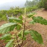 Elaeocarpus rotundifolius Leaf