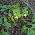 Helleborus viridisKvět