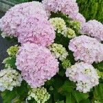 Hydrangea macrophylla Flower