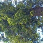 Araucaria cunninghamii Folha