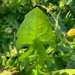 Lactuca muralis Leaf