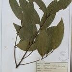 Cinnamomum tamala Altres