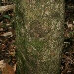 Pradosia ptychandra Bark