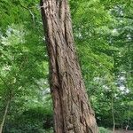 Metasequoia glyptostroboidesবাকল