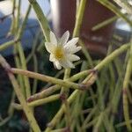 Rhipsalis baccifera Blomst