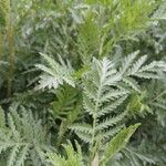 Tanacetum macrophyllum Flower