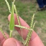 Urochloa trichopus Fruit