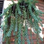 Sedum morganianum ഇല