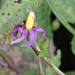 Solanum dulcamara Flower