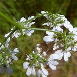 Coriandrum sativum Blüte