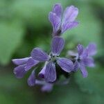 Cardamine chelidonia 花