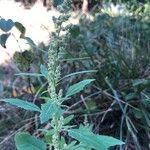 Chenopodium berlandieri Foglia