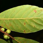 Ficus trigona Leaf