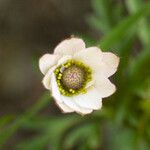 Anemone tuberosa Квітка