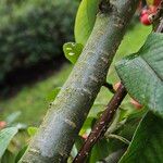 Cotoneaster frigidus Bark