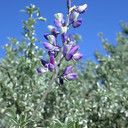 Lupinus chamissonis ᱛᱟᱦᱮᱸ