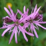 Silene flos-cuculiFlower