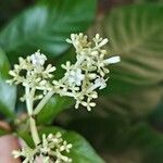 Psychotria carthagenensis Flower