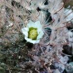 Mammillaria Pennispinosa KrainzFlower