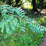 Gleditsia triacanthos 葉