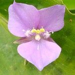 Tinantia pringlei Flower
