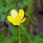 Ranunculus arvensis Floare