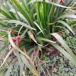 Iris foetidissima Pokrój