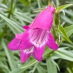 Penstemon barbatus Flor